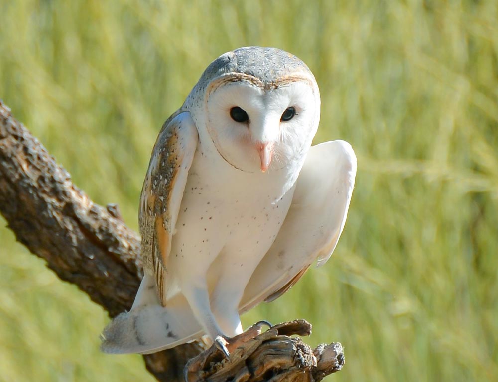 Barn Owl