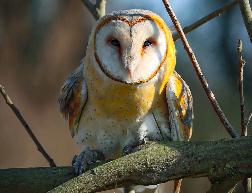 Barn Owl