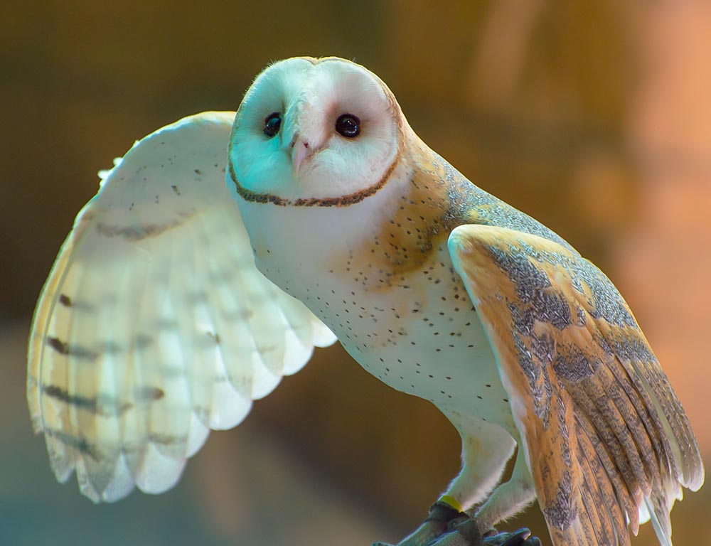 Barn Owl