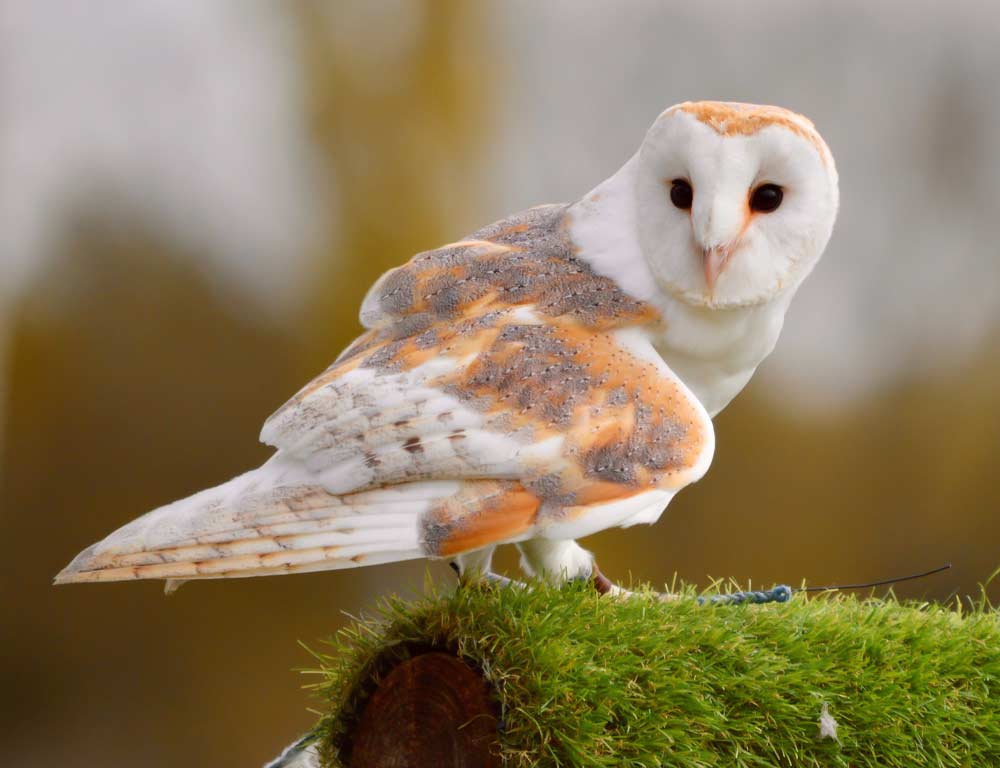 Barn Owl