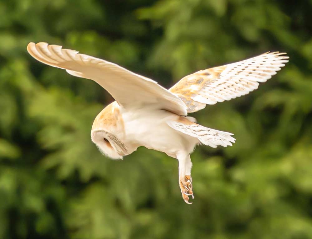 Barn Owl