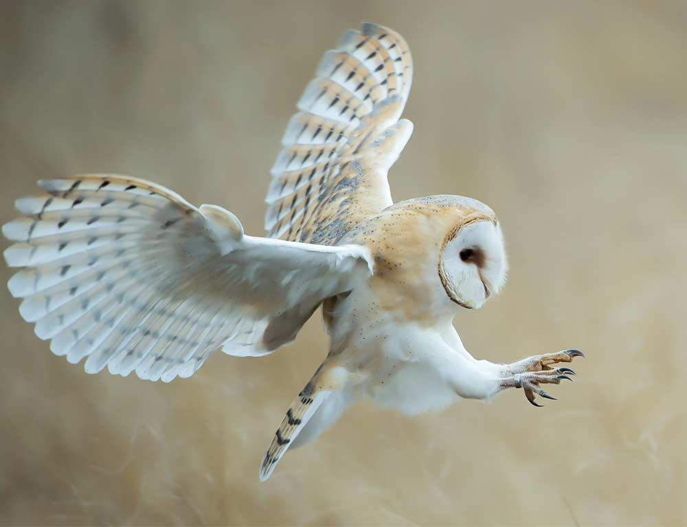 Barn Owl