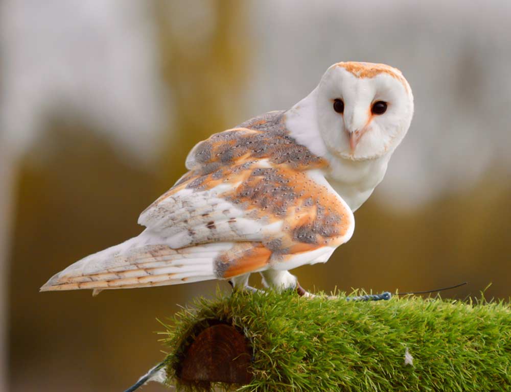 Barn Owl