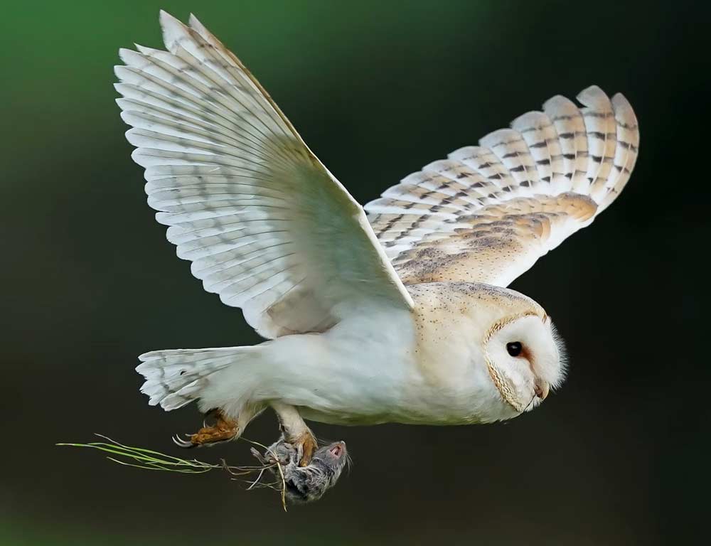 Barn Owl