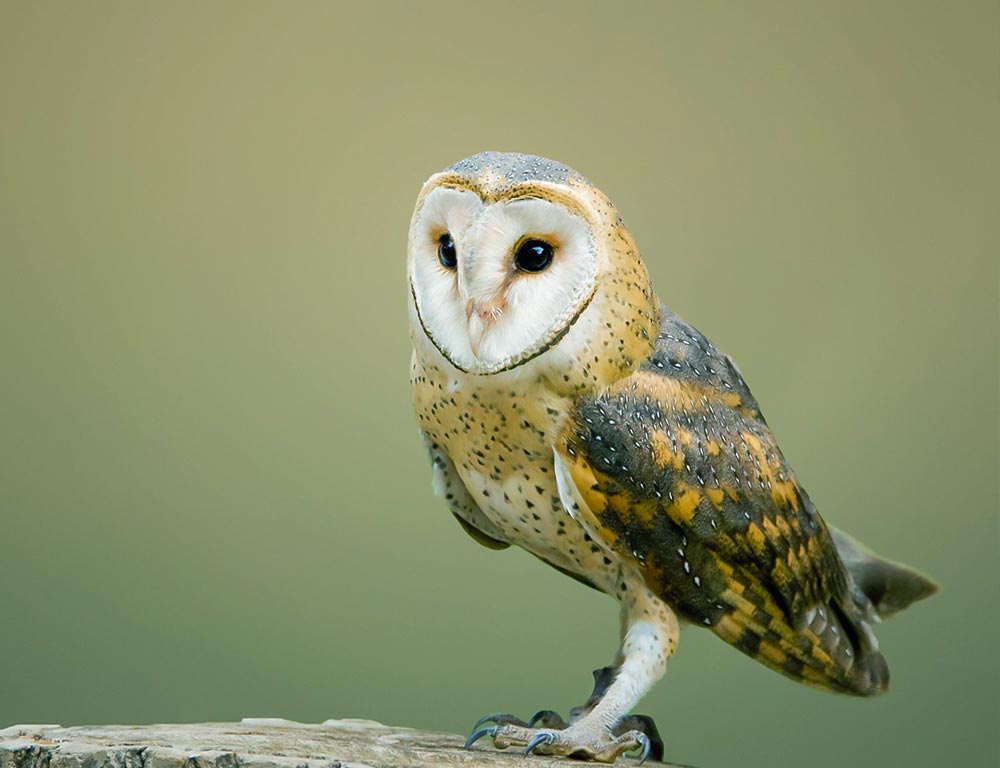 Barn Owl