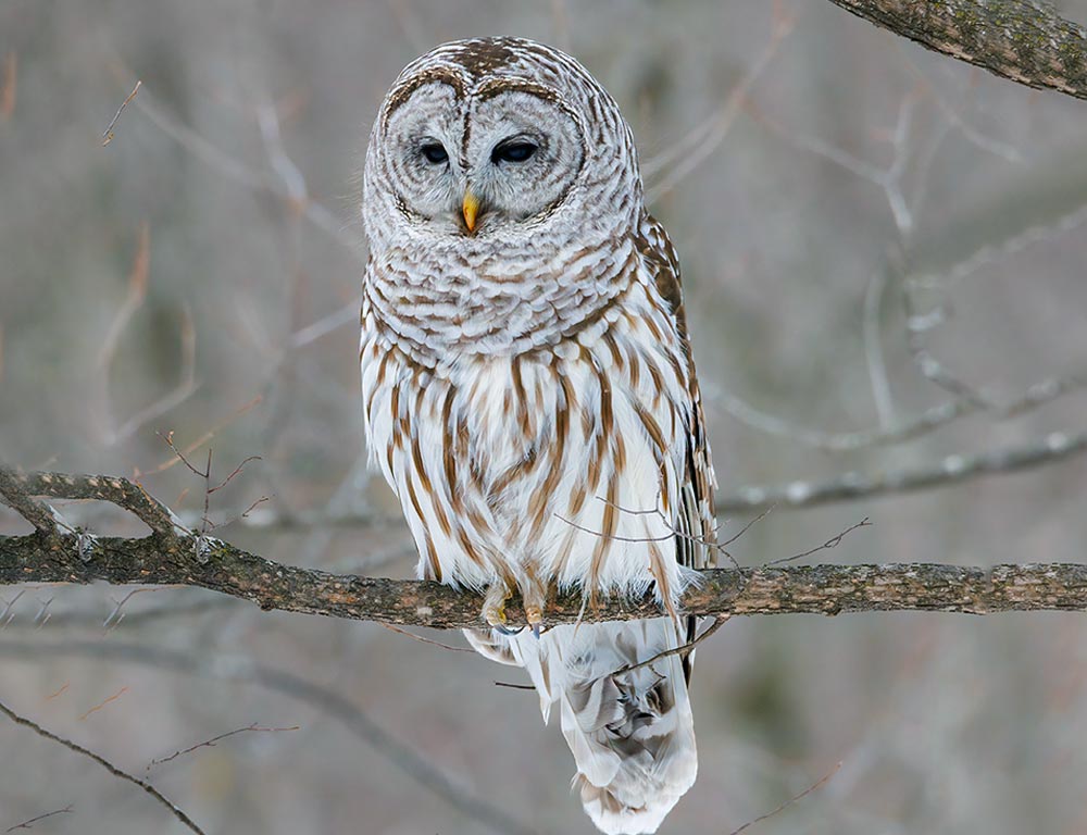 Barred Owl