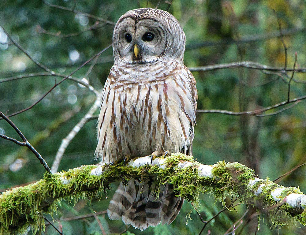 Barred Owl