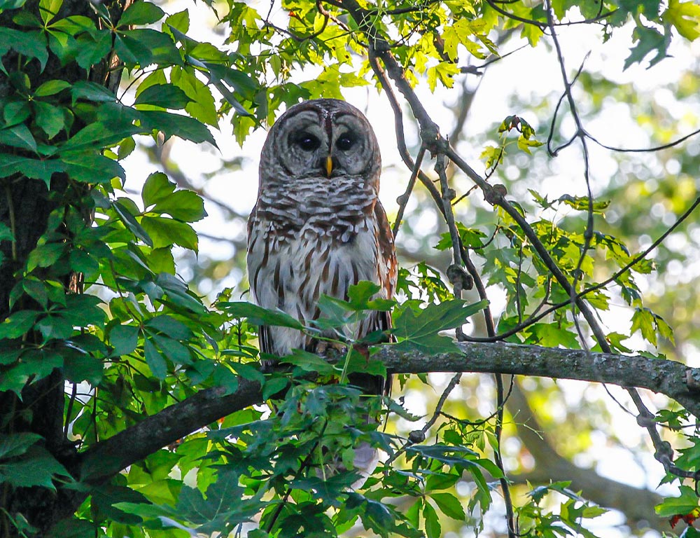 Barred Owl