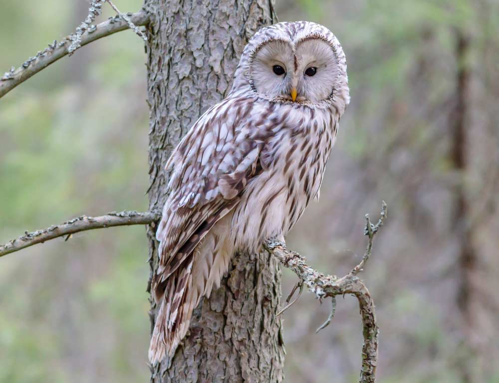 Barred Owl