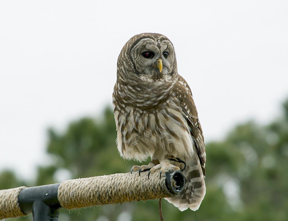 Barred Owl