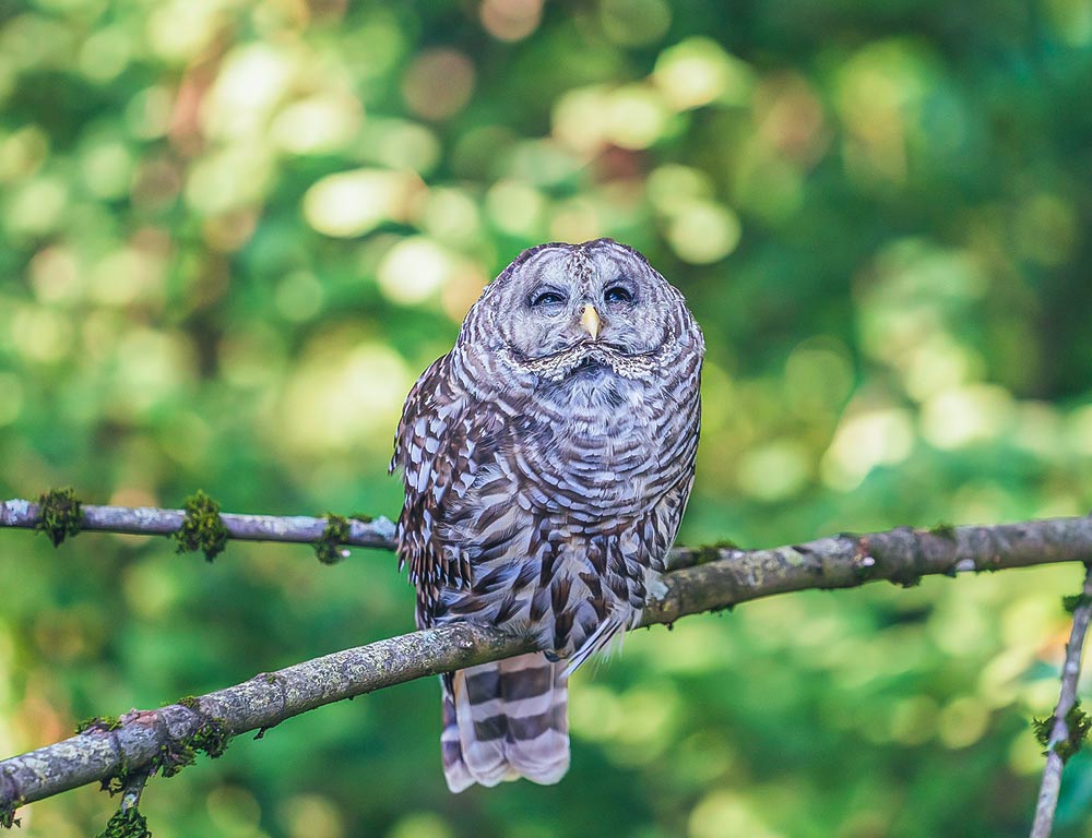 Barred Owl