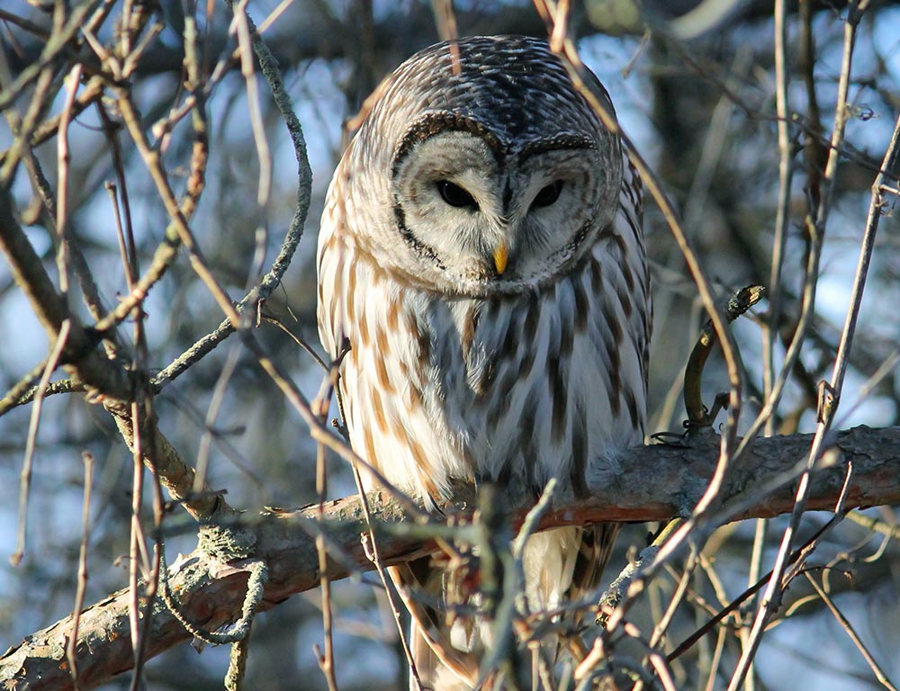 Barred Owl