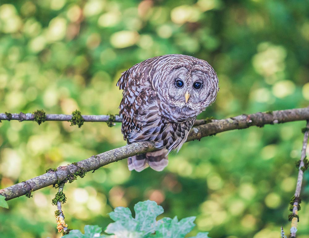 Barred Owl