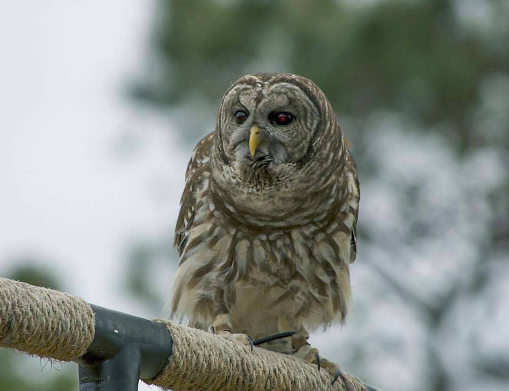 Barred Owl