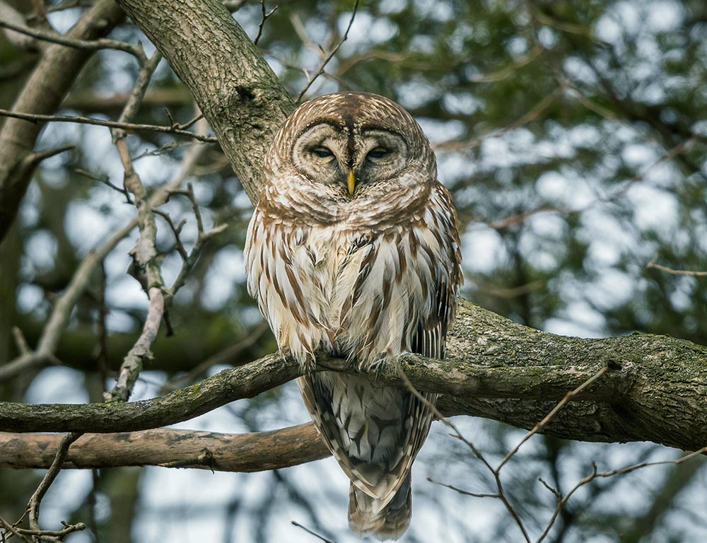 Barred Owl