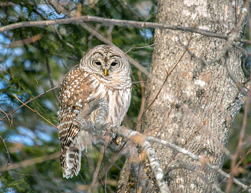 Barred Owl