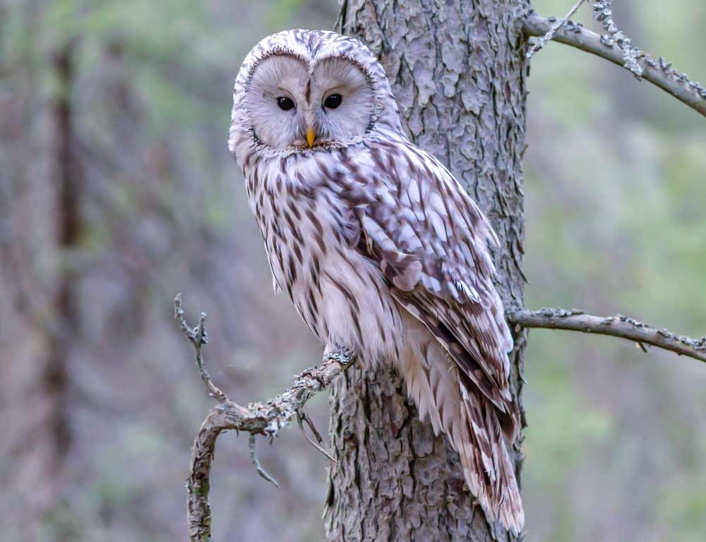 Barred Owl