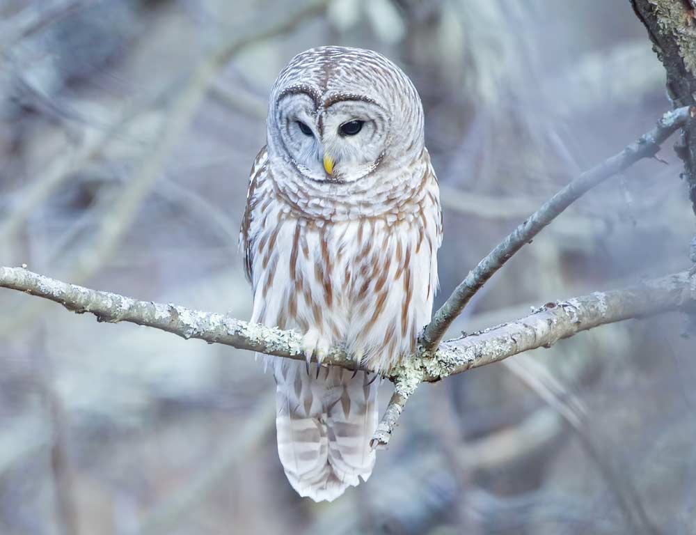 Barred Owl