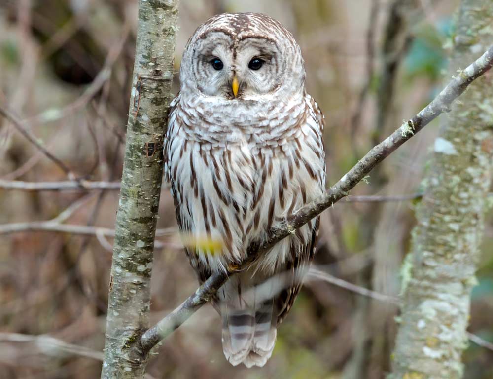 Barred Owl