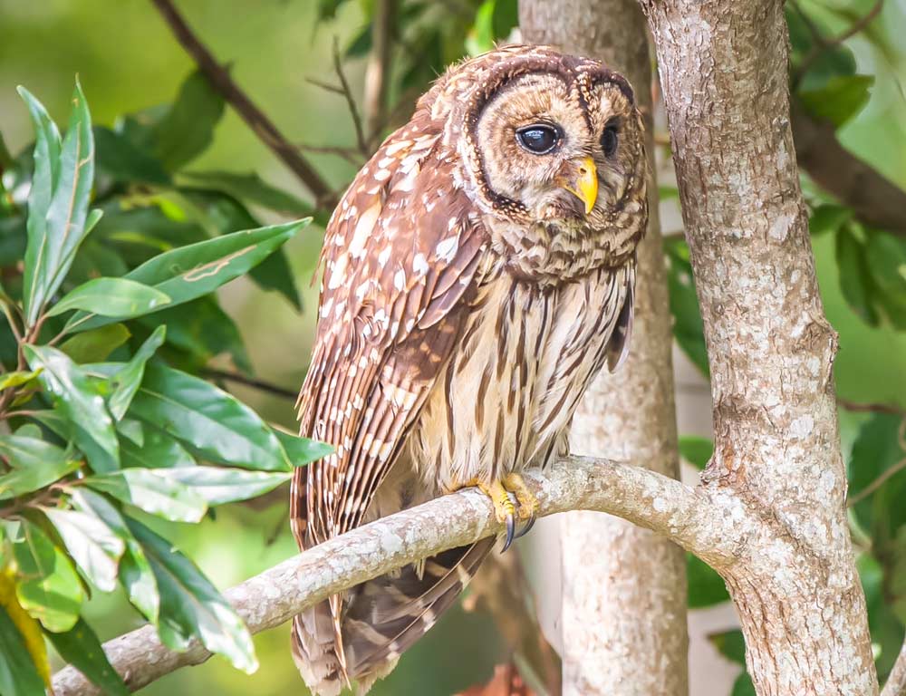 Barred Owl