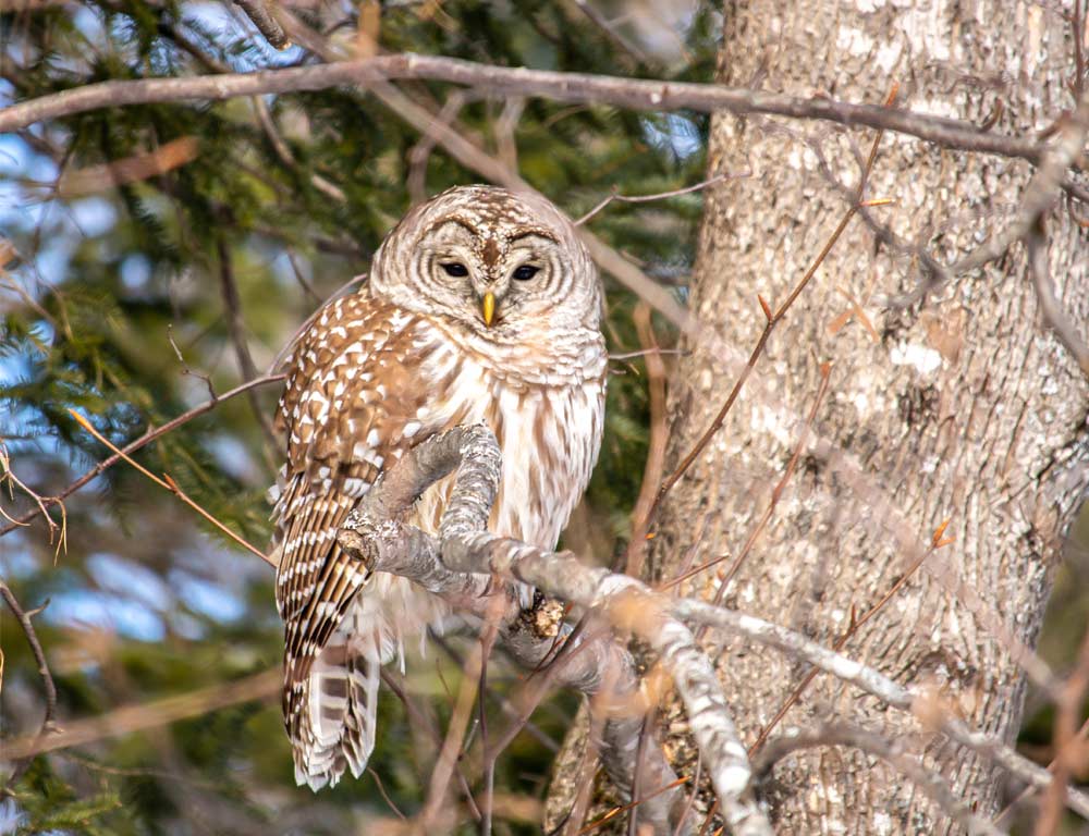 Barred Owl