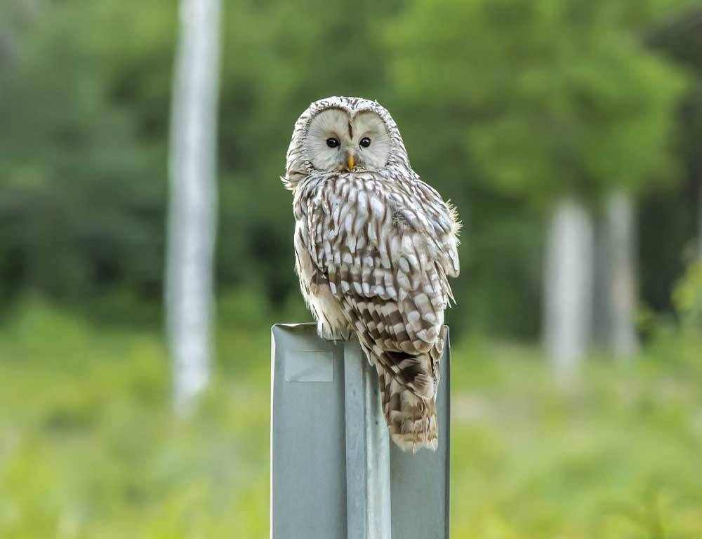 Barred Owl