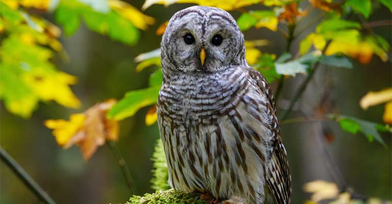 Barred Owl Life History