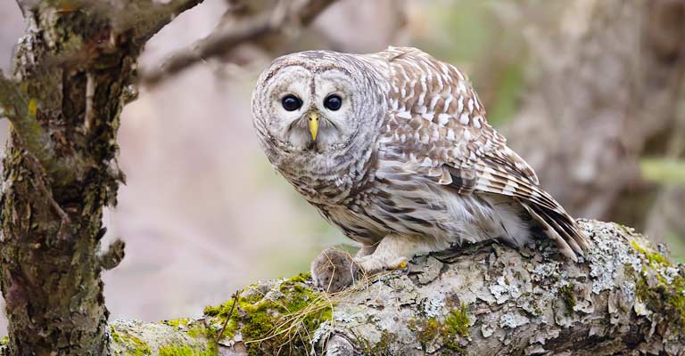 Barred Owl