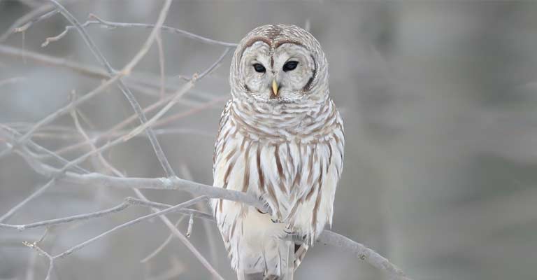 Barred owl