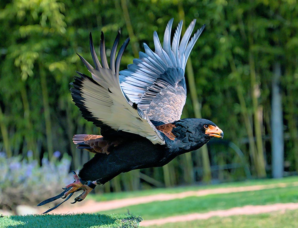 Bateleur