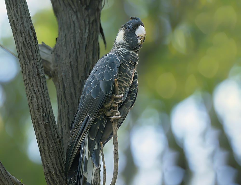 Baudin's Black Cockatoo