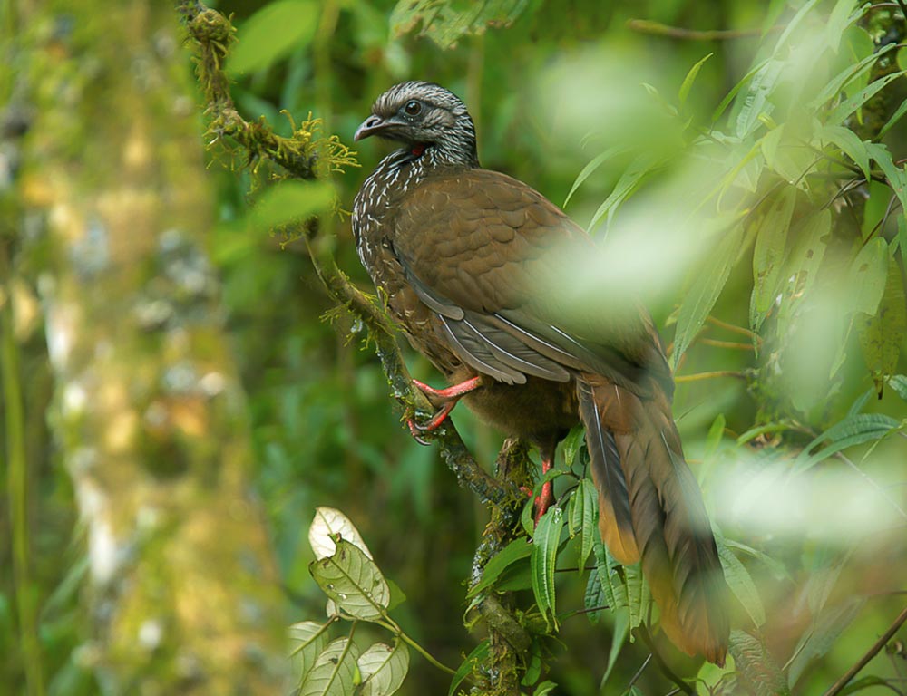 Bearded Guan