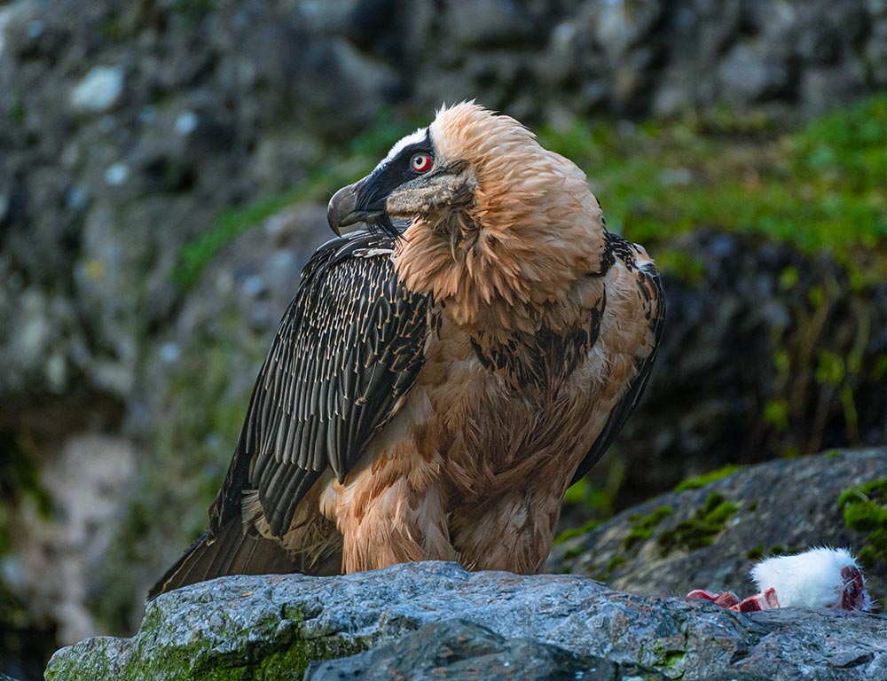 Bearded Vulture