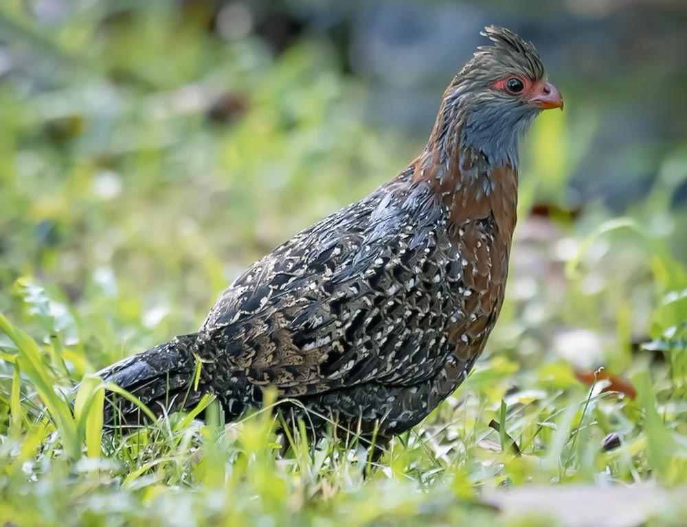 Bearded Wood Partridge