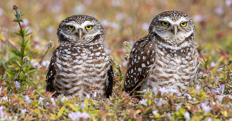 Behavioral Facts About Burrowing Owl