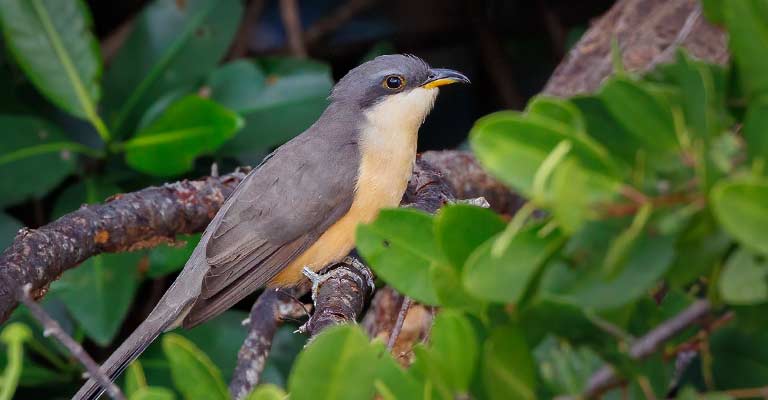 Behavioral Habits of Mangrove Cuckoo