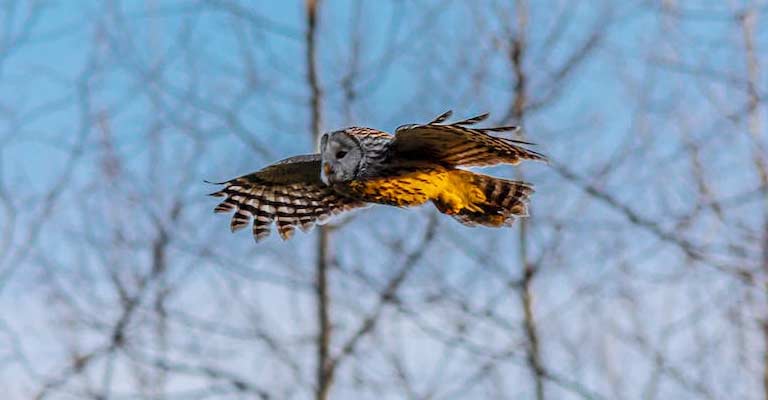 Behavioral Habits of Spotted Owl