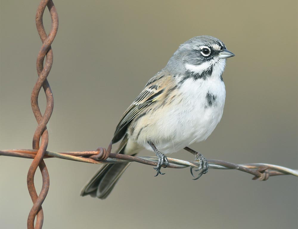 Bell’s Sparrow