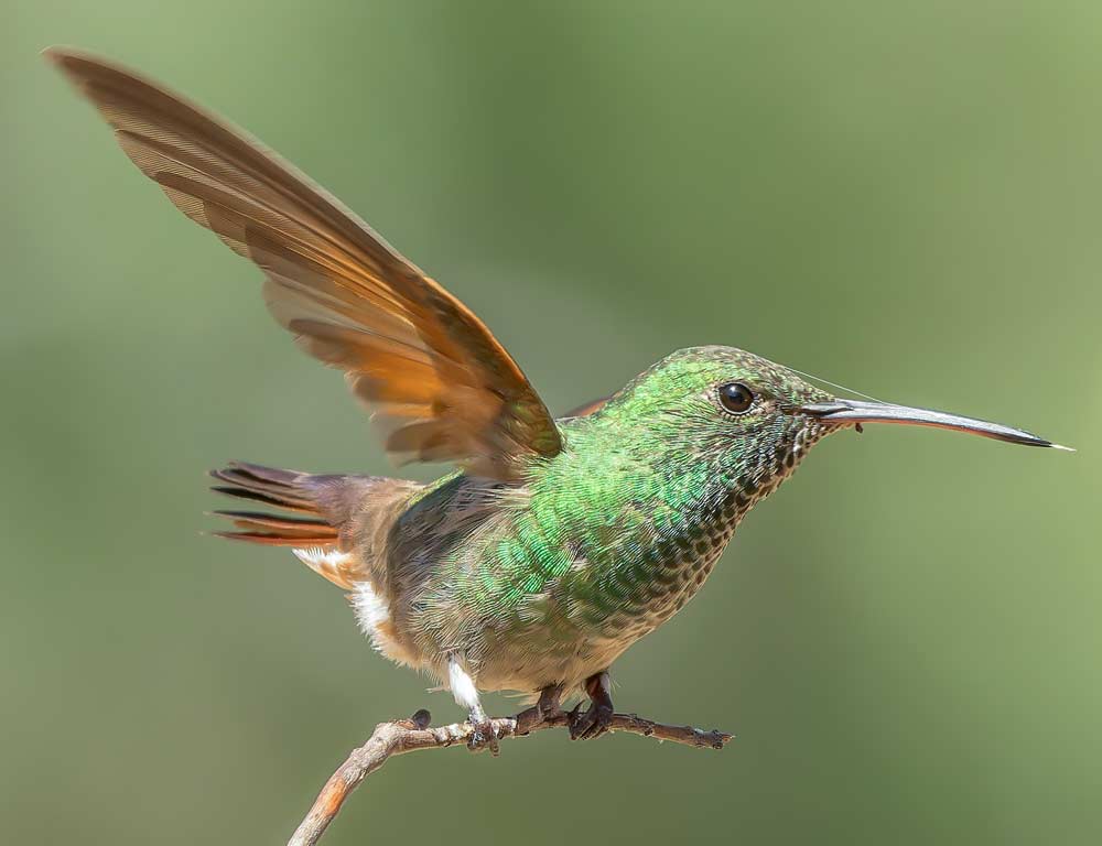 Berylline Hummingbird