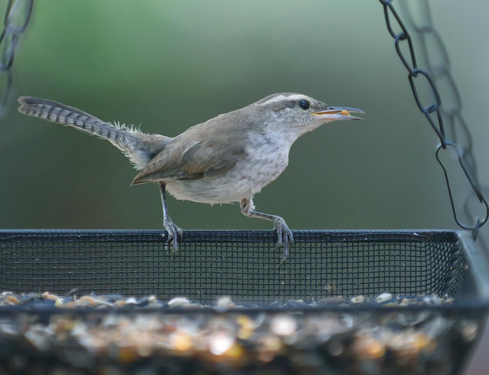 Bewick's Wren