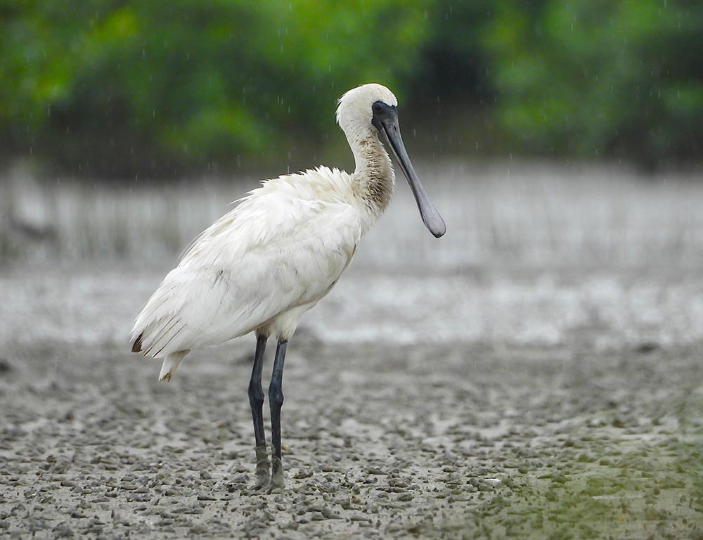 Black-Faced Spoonbill