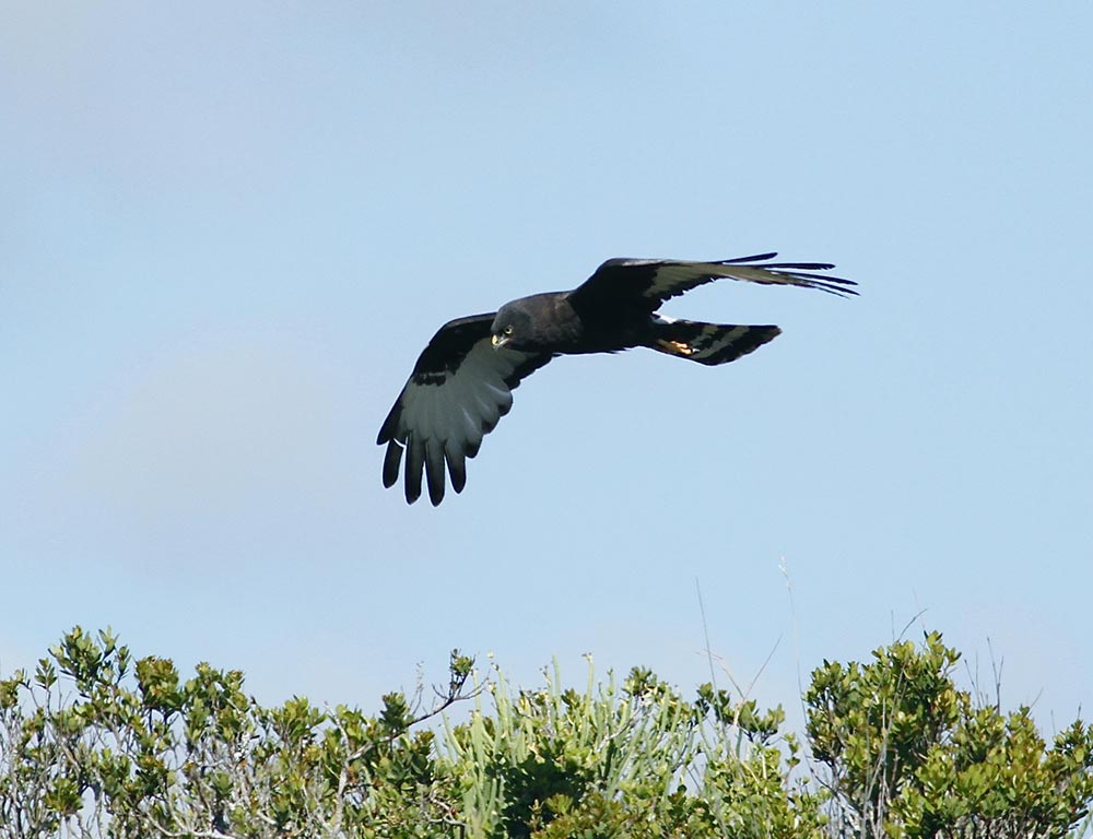 Black Harrier