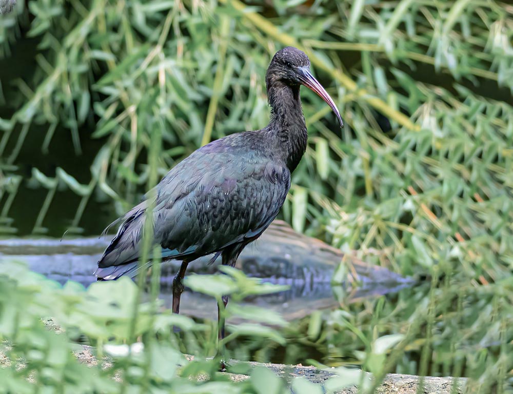 Black Ibis