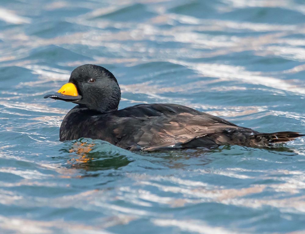 Black Scoter