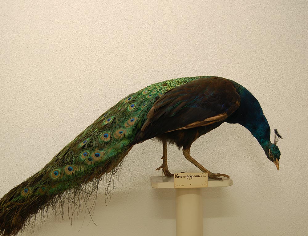 Black-Shouldered Peafowl