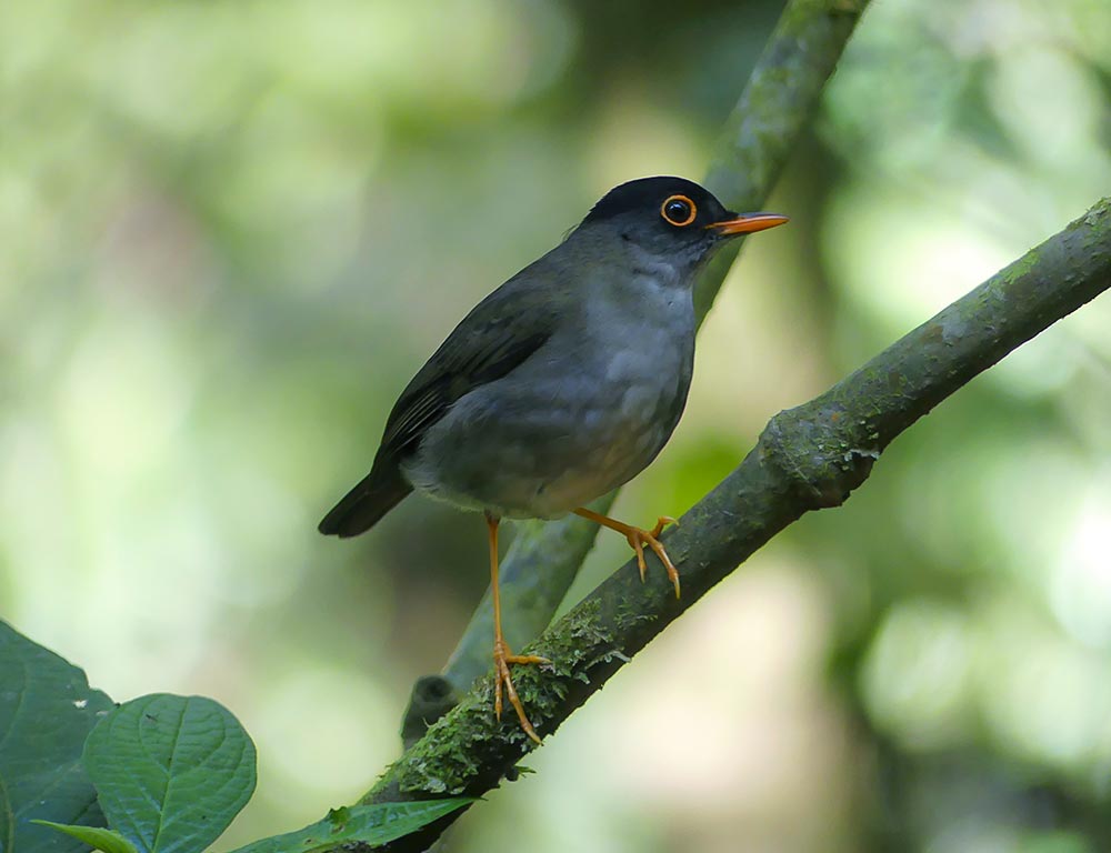 Black Thrush