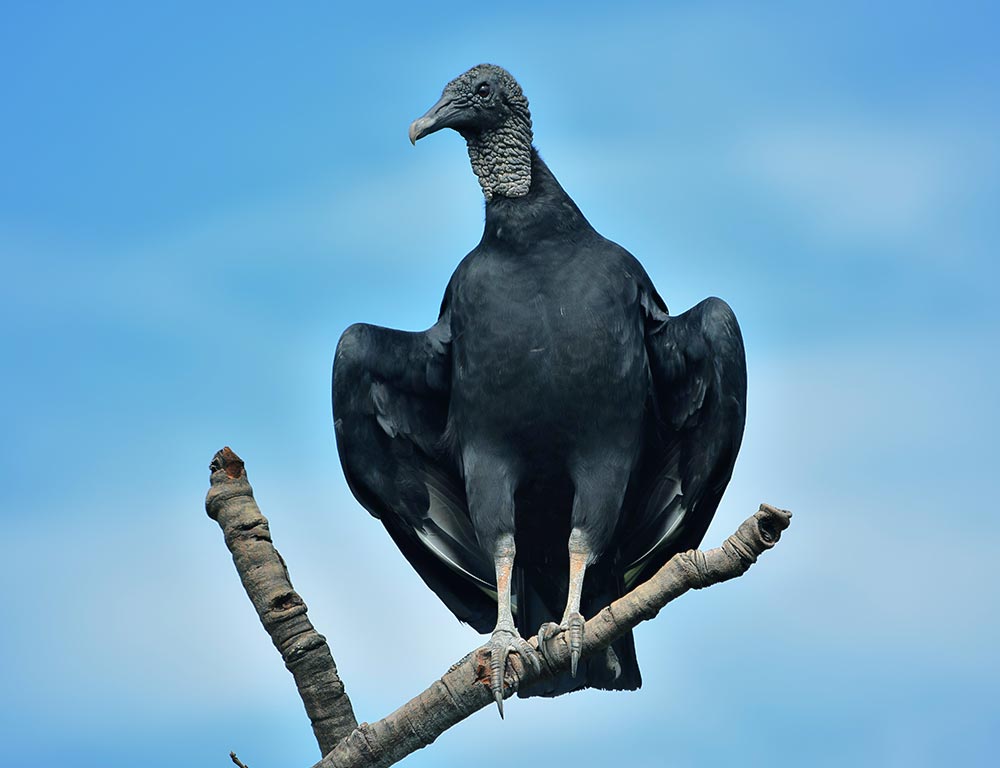 Black Vulture