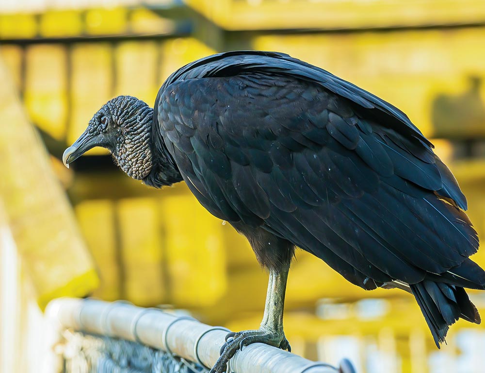 Black Vulture