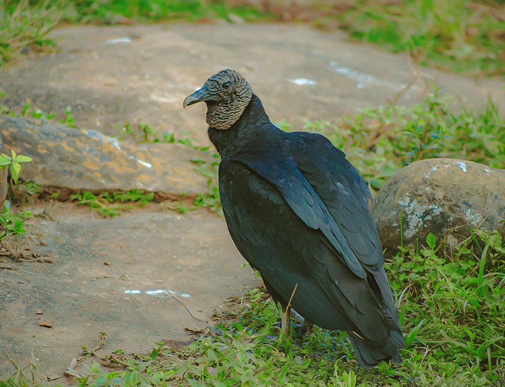 Black Vulture