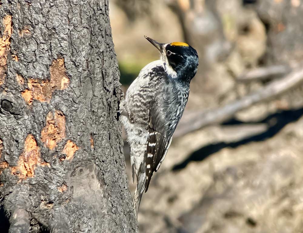 Black-backed Woodpecker